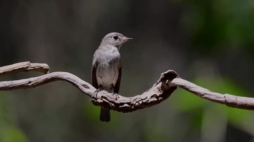 The Asian Brown Flycatcher is a small passerine bird breeding in Japan, Himalayas, and Siberia; migr