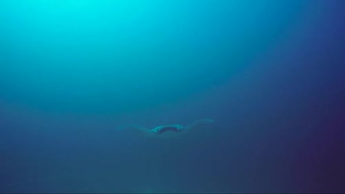 Graceful Stingray Swimming Underwater in the Ocean