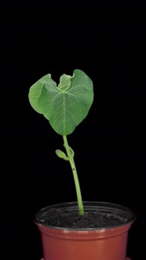 Time lapse of growing Flambo bean seed in a pot with ALPHA channel, vertical orientation
