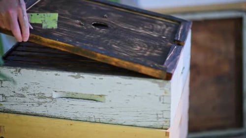 Beekeeper Opening the Top of a Hive to Inspect the Bees