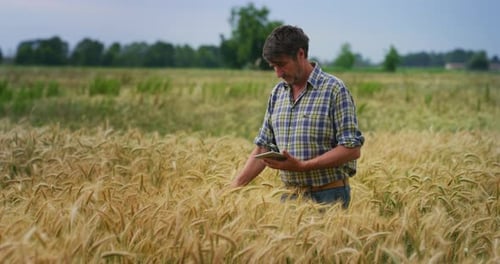 Farmer Inspects Wheat Field With Tablet Device