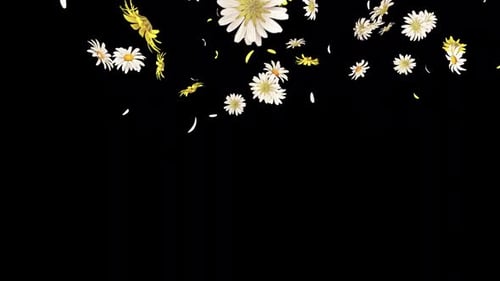 Daisy Fall auf Alpha