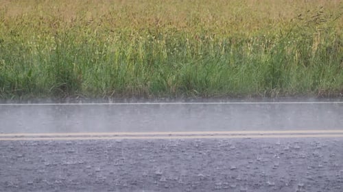 Mirando al otro lado de la carretera hacia un campo de trigo durante una fuerte lluvia.