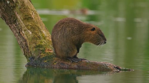 Nutria sitzt auf einem Baumstamm im Wasser und reinigt sich selbst Wilde Natur Nahaufnahme eines Wassers Nutria auf einem