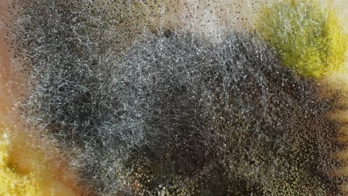 A close up of extensive mold and fungus growth on bread.