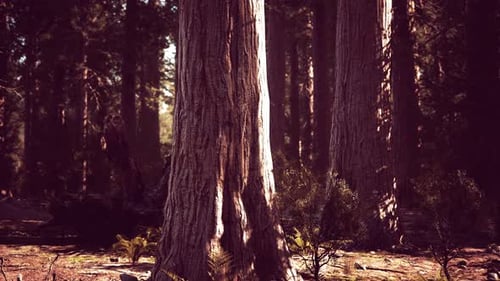 Giant Sequoias in the Sequoia National Park in California USA