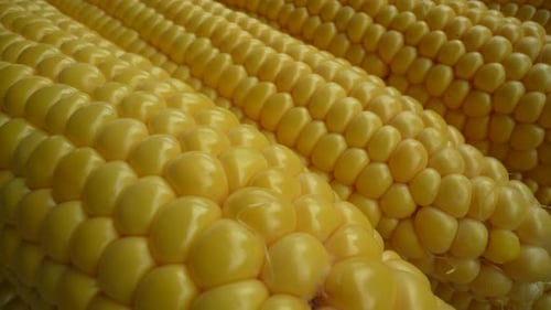 Fresh Corn 28