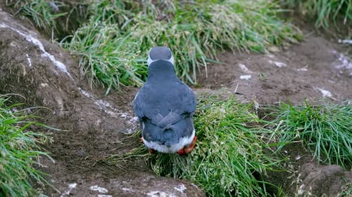 Iceland Puffin Wiggling Backwards and Defecating Cute Wildlife.