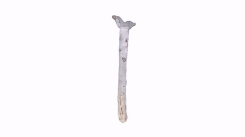 Realistic Wooden Stick Rotating on White Background