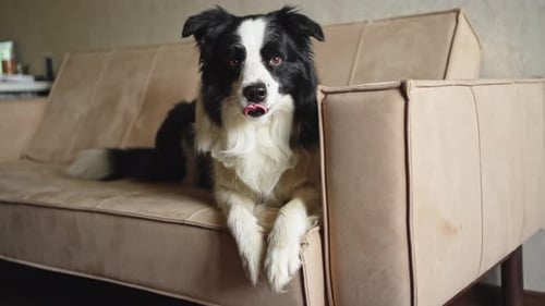 Cute Puppy Dog Border Collie Lying Down Playing with Funny Face on Couch at Home Indoors Pet Dog