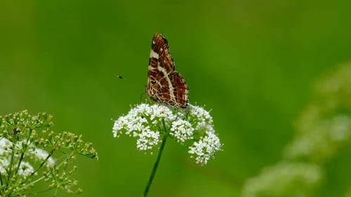 Butterfly on a Flower in a Sunny Meadow