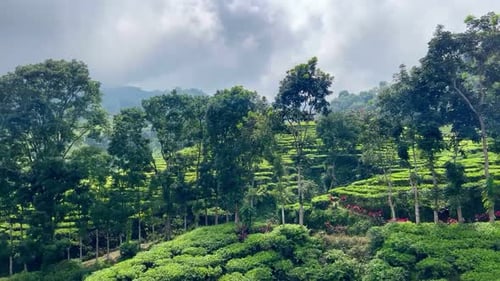 Tourism Tea Plantation