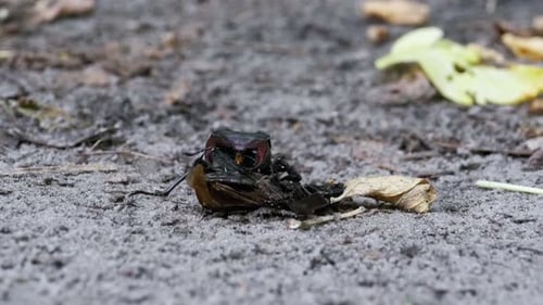 Two Stag Beetles Fighting in Nature Close Up