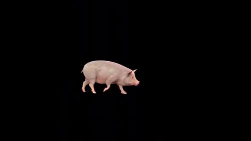 Pig Walk 2