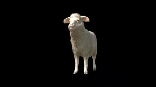 Sheep Idle Chew
