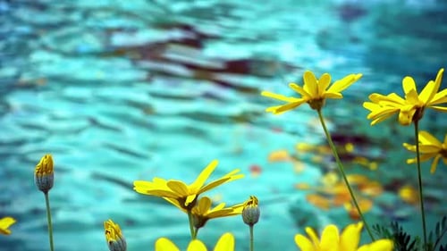 Yellow Flowers Bloom Near Rippling Turquoise Water