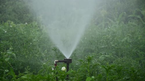 Water Sprinkler Irrigating Lush Green Plants in a Field