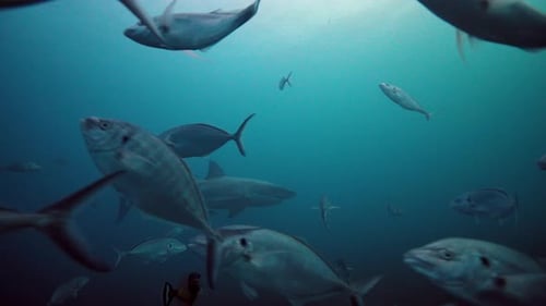 Great White Shark Carcharodon carcharias Neptune Islands South Australia 4k slow motion 50fps
