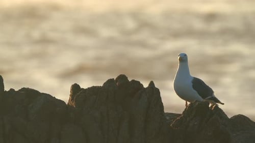 Einsame Möwe isoliert an einer felsigen Küste in Monterey Bay, Kalifornien.