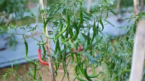 vegetais de pimenta