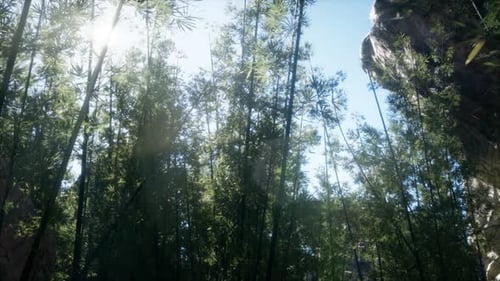 Lanscape of Bamboo Tree in Tropical Rainforest Malaysia