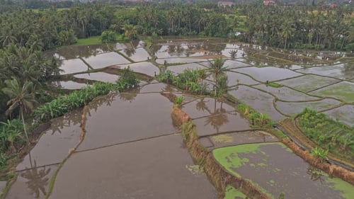 Wunderschöne Luftaufnahme der überfluteten Reisfelder auf Bali, Indonesien. Palmen