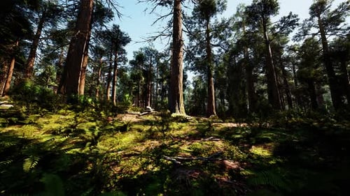 A Dense Forest with Towering Trees Reaching for the Sky