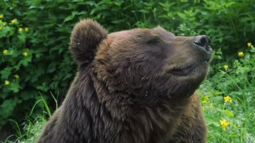 Brown bear looking straight ahead in nature