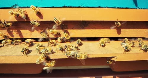 Slow Motion Close Up Shot Selective Focus on Busy Bees Working Collecting Pollen Making Tasty Honey