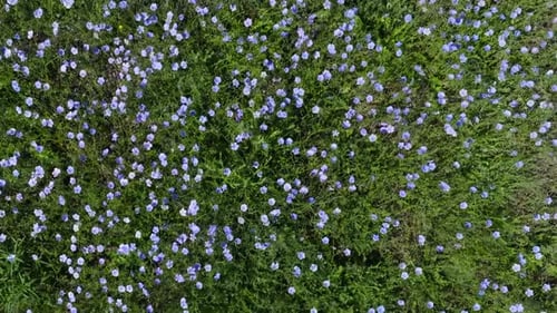 Blooming Steppe Wild Flax and Stipa Grass in the Wind Untouched Protected Lands Beautiful Landscape