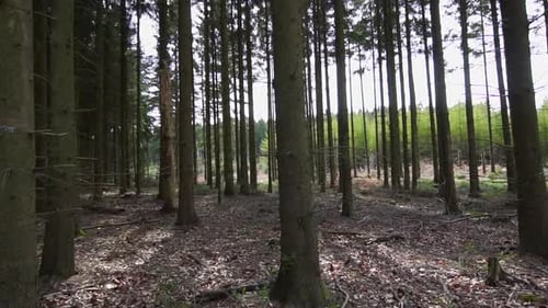 Walking past a pine forest in the spring