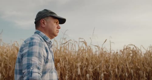 Side View A Male Farmer Walks Along the Road Along the Fields of Corn