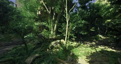 Lush Green Forest with Sunlight Filtering Through Trees in a Serene Landscape