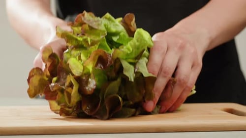 Fresh Salad Green Lettuce Leaves on White Background Close Up Macro Vegan Food