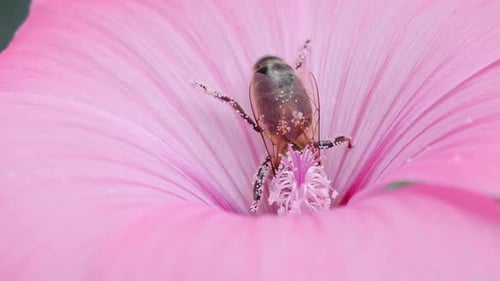 A bee covered in pollen collects nectar from a bright pink flower, close-up