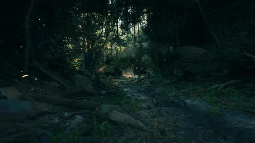 Dirt Road Cutting Through New Zealand Forest Dark Forest