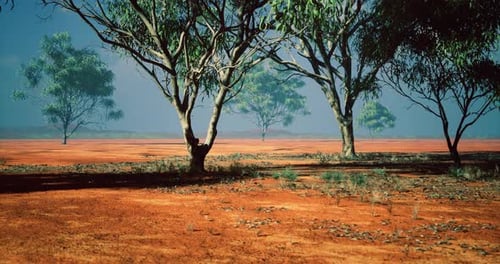 Australian Outback Desert Landscape with Eucalyptus Trees