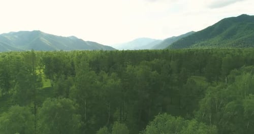 Aerial View Low Flight Above Evergreen Pine Tree Landscape with Endless Mountain Forest at Sunny
