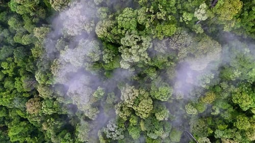 Forest with trees and fog