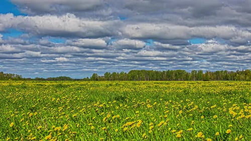 A field of yellow daisies in the meadow Forest. flowerbed in Timelapse. beautiful blue sky white clo