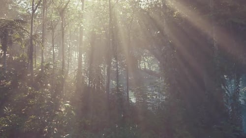 Sun Shining Through Trees in Forest