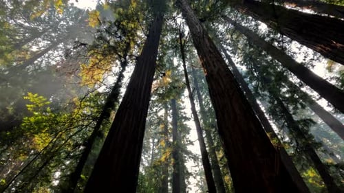Beautiful rays of sun peaking through the giant trees in a Redwood Forest