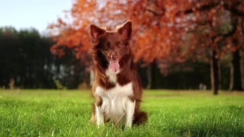 Cute Herding Dog Sitting on Lash Green Meadow Surrounded By Colorful Trees