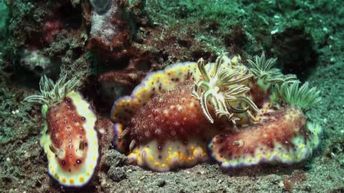 four nudibranchs chromodoris collingwoodi close together, one larger than the rest, medium shot show