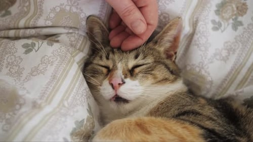 Acariciando um gato à mão, conceito de cuidado de animais de estimação, animal de estimação peludo, pedigreed, relaxante e ronronando