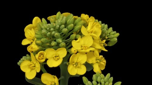 Blooming Yellow Flowers Time Lapse on Black Background