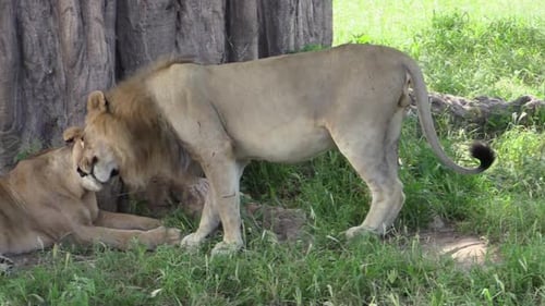 Male Lion and Lioness Resting in the Shade