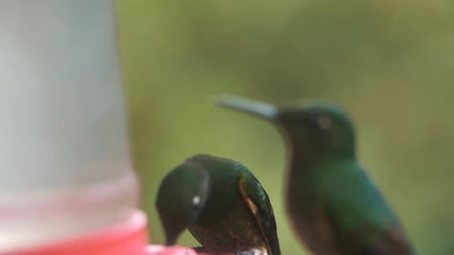 Macro, Close-up of two cute hummingbirds standing in slow-motion