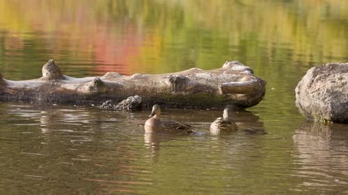 Mallard duck flying and landing slow motion.
