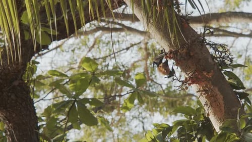 Murciélago que usa sus garras para coger un higo para comerlo, colgado boca abajo de un árbol